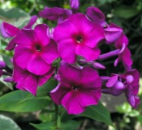 /album/phlox/phlox-starfire-jpg/